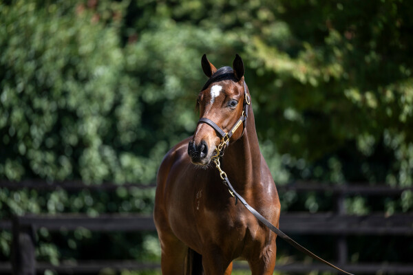 Lot 256: Russian Revolution / Laila de Vega