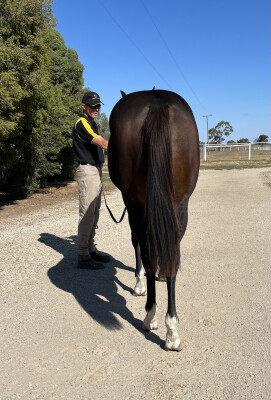 Lot 135: Russian Revolution / Aganippe