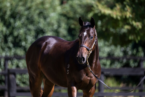 Lot 265: Brutal (NZ) / Lunar Romance
