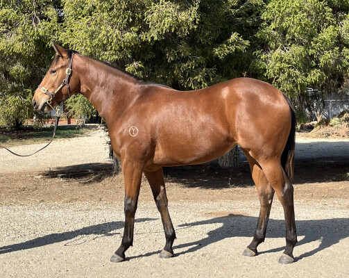 Lot 188: Tagaloa / Daddyalwayssays (USA)