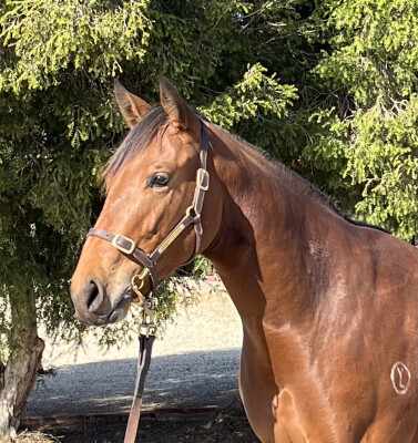 Lot 188: Tagaloa / Daddyalwayssays (USA)