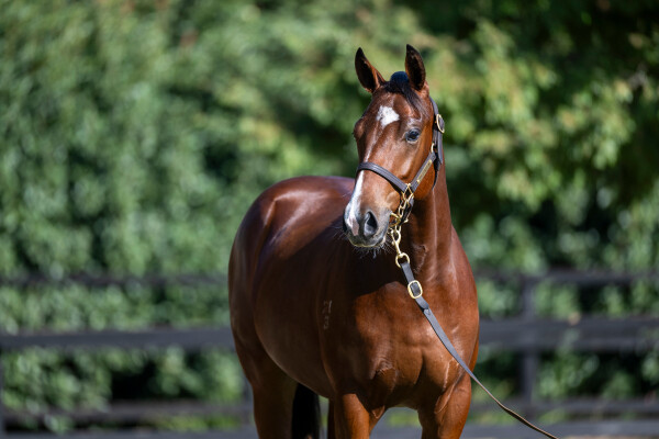 Lot 295: Yes Yes Yes / Moreau