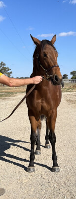 Lot 188: Tagaloa / Daddyalwayssays (USA)