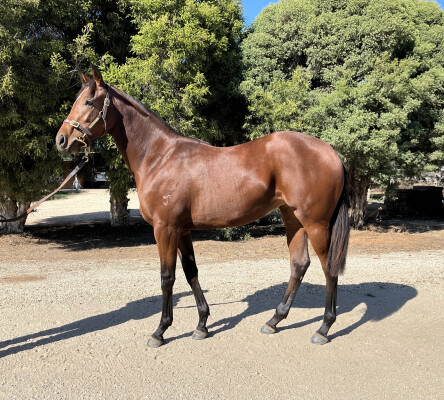 Lot 207: Hellbent / Fairlighting