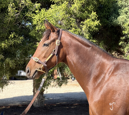 Lot 207: Hellbent / Fairlighting