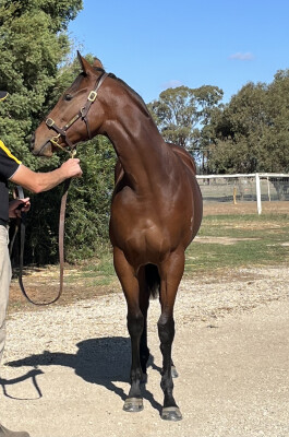 Lot 207: Hellbent / Fairlighting