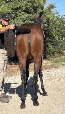 Lot 207: Hellbent / Fairlighting