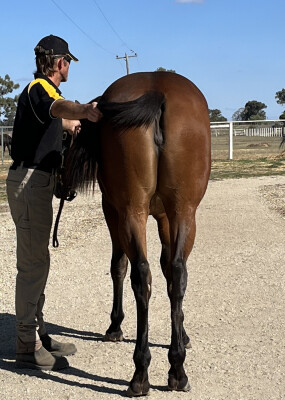 Lot 188: Tagaloa / Daddyalwayssays (USA)