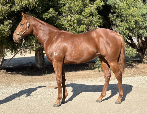Lot 198: Finance Tycoon / Divine Miss Magnus