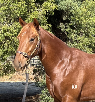 Lot 198: Finance Tycoon / Divine Miss Magnus