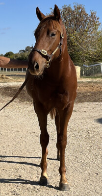 Lot 198: Finance Tycoon / Divine Miss Magnus