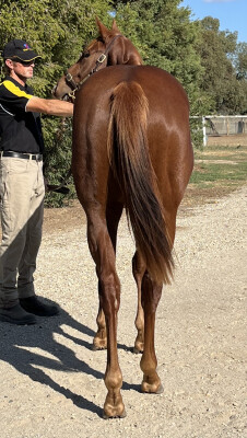 Lot 198: Finance Tycoon / Divine Miss Magnus