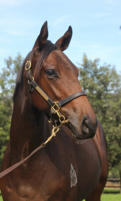Lot 137: Cosmic Force / Aimiliona