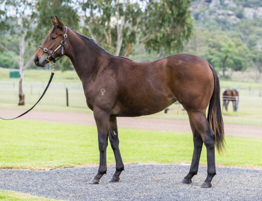 Lot 46: Shamus Award / Sacred Walk (NZ)