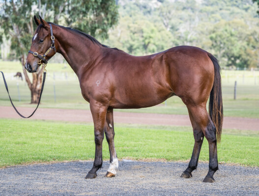 Lot 85: Bivouac / Summit Breath