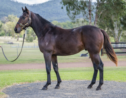 Lot 110: Vancouver / Vassiliki