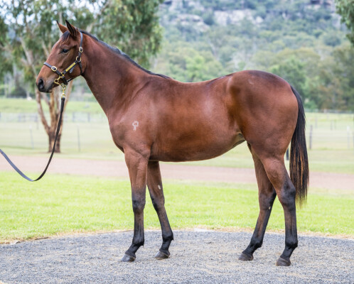 Lot 143: Shamus Award / Armed for Action