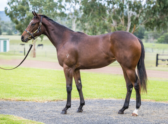 Lot 169: Pierata / Carajillo