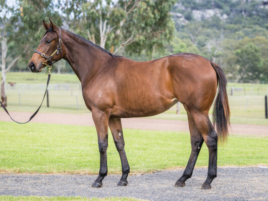 Lot 284: Overshare / Miss Hawaii