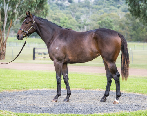 Lot 211: Extreme Warrior / Forever Diamonds