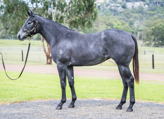Lot 288: Frosted (USA) / Miss Steele
