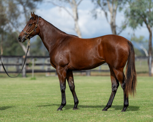 Lot 23: Harry Angel (IRE) / Pitjara