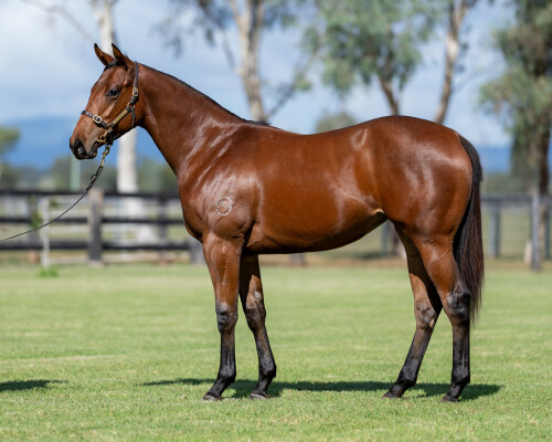 Lot 60: Portland Sky / Shimmering Light