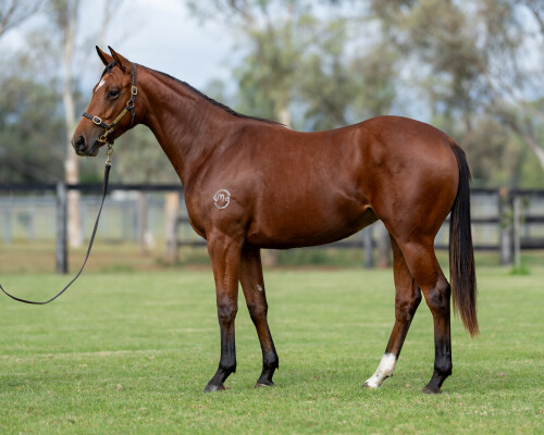 Lot 100: Tiger of Malay / Thrillology (NZ)