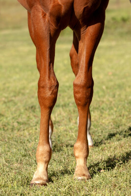 Lot 189: Stay Inside / The Snow Queen (NZ)