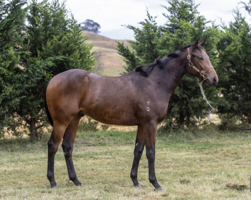 Lot 280: Cool Aza Beel (NZ) / Mercury Lady (NZ)