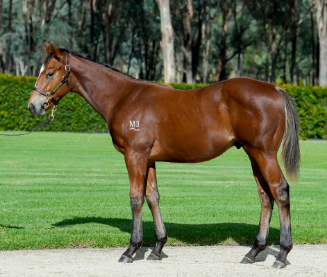 Lot 222: Captivant / Winter Violet