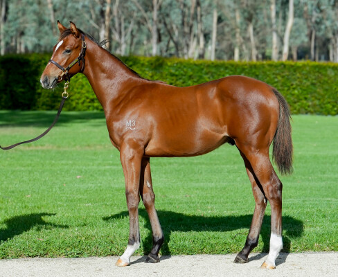 Lot 243: Stronger / Accoy