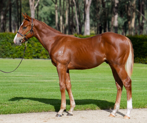 Lot 540: State of Rest (IRE) / Matronymic