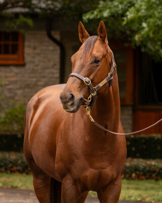 Lot 35: Pride of Dubai / Bella Orfana