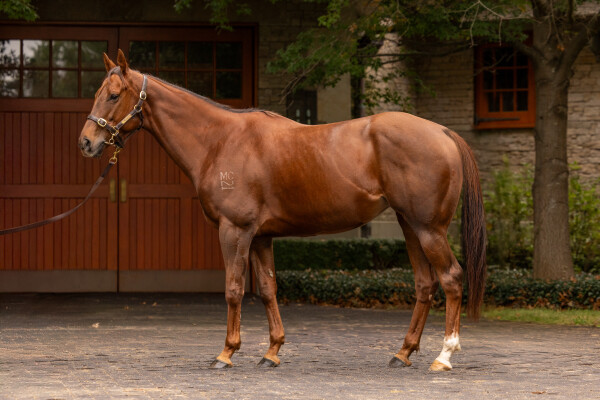 Lot 35: Pride of Dubai / Bella Orfana