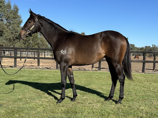 Lot 192: Farnan / Daring