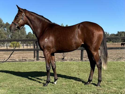 Lot 75: Dundeel (NZ) / Standing Up (FR)