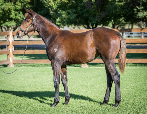 Lot 291: St Mark's Basilica (FR) / Brave Lass (USA)