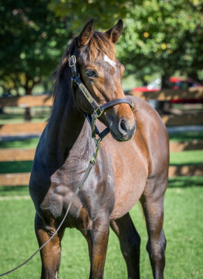 Lot 291: St Mark's Basilica (FR) / Brave Lass (USA)