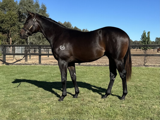 Lot 139: Rubick / Alotapride