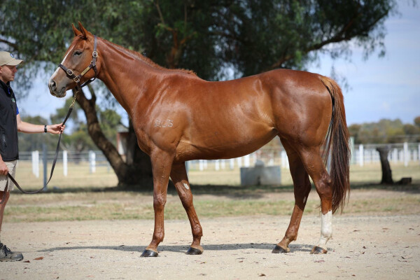 Lot 206: Written Tycoon / Lady Peony