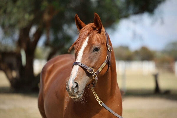 Lot 206: Written Tycoon / Lady Peony