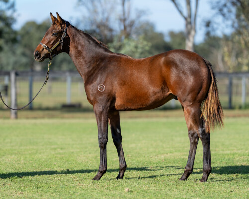 Lot 6: State of Rest (IRE) / Native Bombshell (USA)
