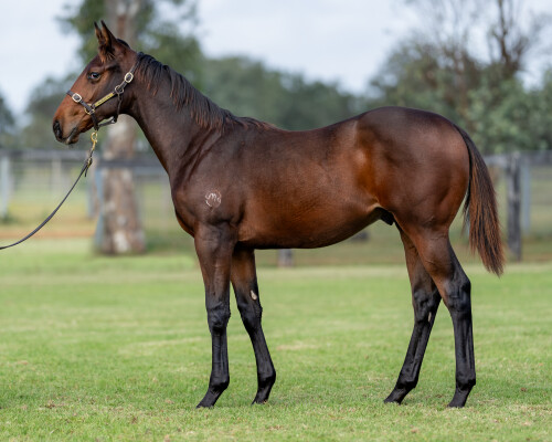 Lot 46: North Pacific / Pitjara