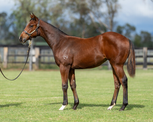 Lot 57: Pierata / Provide