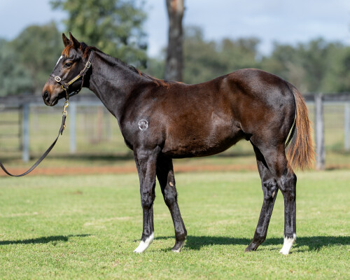 Lot 110: Pierro / Sensitivity