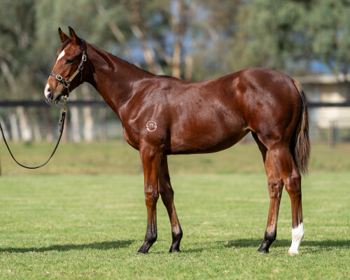 Lot 145: State of Rest (IRE) / Spirit Princess
