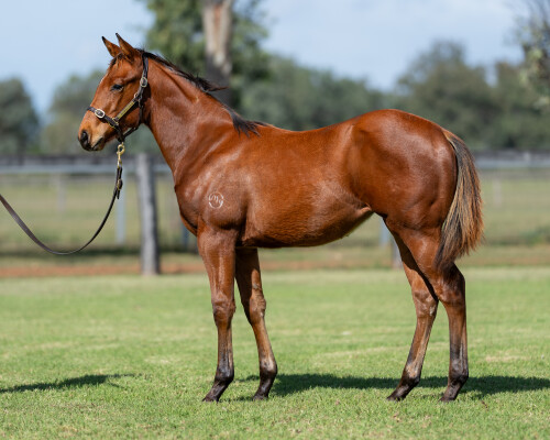 Lot 159: Sejardan / Strykum