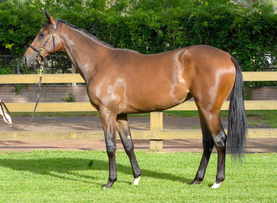 Lot 103: Trapeze Artist / Tobacco Bay (IRE)