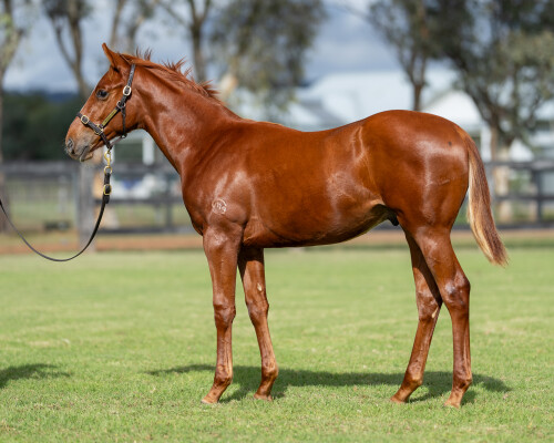 Lot 383: Tiger of Malay / Fast Hussy